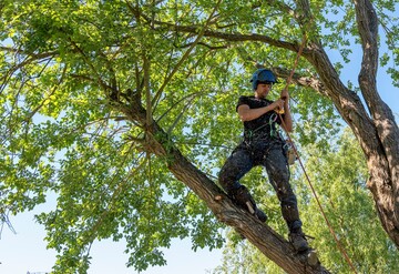 Technicien forestier