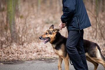 Maitre chien